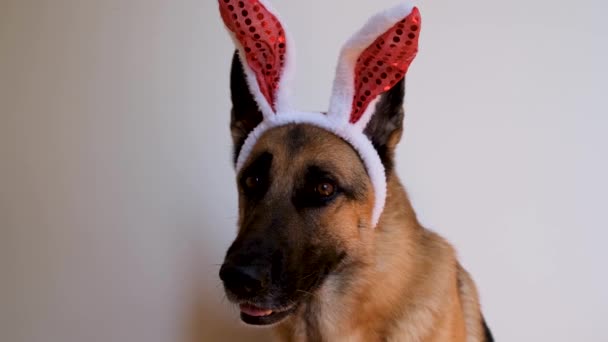 Schäferhund Mit Roten Osterhasenohren Sitzt Auf Weißem Grund Schaut Aufmerksam — Stockvideo