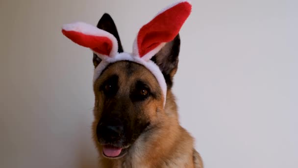 Schäferhund Mit Roten Osterhasenohren Sitzt Auf Weißem Grund Schaut Aufmerksam — Stockvideo