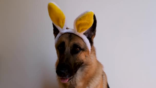 Schäferhund Mit Gelben Osterhasenohren Sitzt Auf Weißem Grund Schaut Aufmerksam — Stockvideo