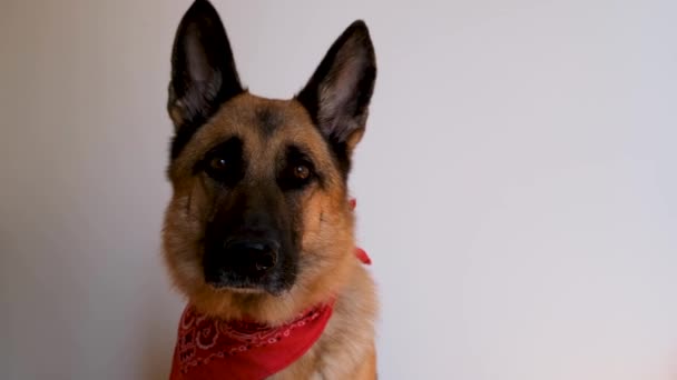 Owczarek Niemiecki Nosi Czerwoną Bandanę Uśmiecha Się Pies Bandażem Szyi — Wideo stockowe