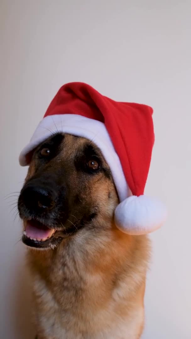 Neujahrs Kartenanimation Mit Glückwünschen Schäferhund Trägt Rote Weihnachtsmütze Hund Mit — Stockvideo