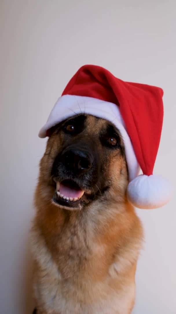新年のカードアニメーションおめでとうございます ドイツの羊飼いの犬は赤いサンタの帽子を着用する クリスマスの帽子の犬はスタジオで白い背景に座って 友好的に笑顔 垂直方向の映像 — ストック動画