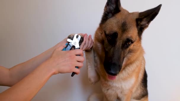 Monatliche Haustierpflege Und Pflege Hause Besitzer Schneidet Krallen Eines Schäferhundes — Stockvideo