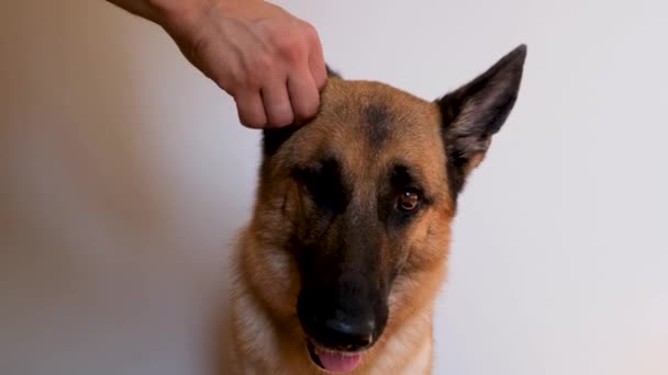 Herrchen Reinigt Hundeohren Hause Mit Wattestäbchen Und Speziellem Reinigungsmittel Tägliche — Stockvideo