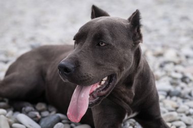 Amerikan pitbull teriyerinin portresi. Güzel bir aile ve dost canlısı bir köpek türü. Tehlikeli köpek klişedir. Çakıl taşlı plajda kesilmiş kulakları olan mavi pitbull yavrusu..