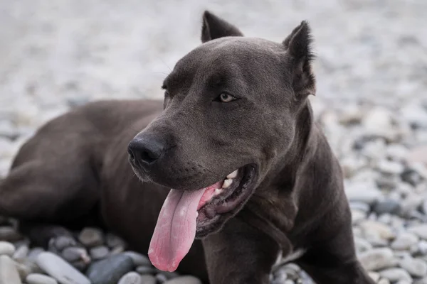 Amerikan Pitbull Teriyerinin Portresi Güzel Bir Aile Dost Canlısı Bir — Stok fotoğraf