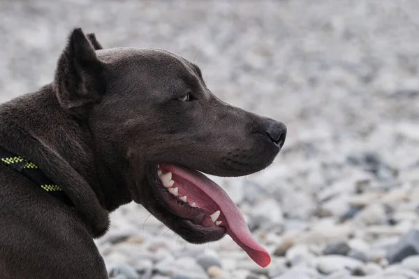 Portret Van Amerikaanse Pitbull Terrier Van Dichtbij Mooie Familie Vriendelijke — Stockfoto