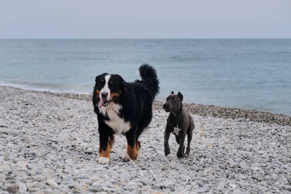 불테리어의 색깔을 강아지는 해안의 해변에 버네스 마운틴 마리의 매력적 우정적 — 스톡 사진