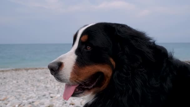 Große Schweizer Rinderhirten Ruhen Sich Der Küste Aus Hund Atmet — Stockvideo