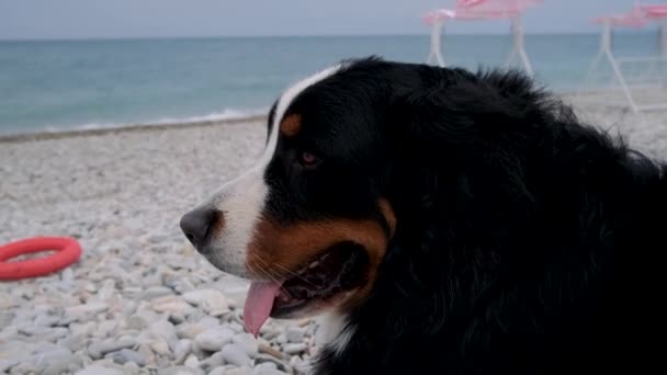 大的瑞士牧羊人正在海滨休息 狗伸出舌头呼吸 大伯纳斯山狗躺在卵石沙滩上 望着海浪 与狗在海上相遇 — 图库视频影像