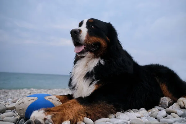 Charming Bernese Mountain Dog spends its vacation by sea and enjoys life. Dog lies on beach and guards its blue ball with tongue sticking out. Portrait of fluffy mountain dog.