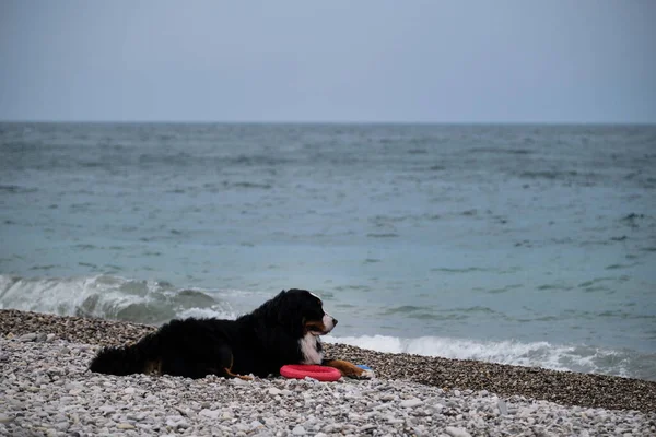 Charming Bernese Mountain Dog spends its vacation by sea and enjoys life. Dog is lying on beach and guarding its red toy ring. Portrait of fluffy mountain dog.