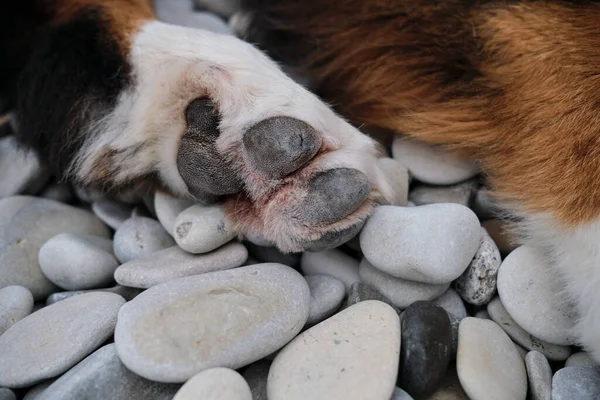 Paws of large dog close up on pebble beach. Minimalistic screensaver with the legs of Bernese Mountain Dog.