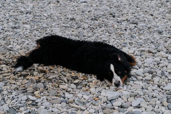 Der Berner Sennenhund Liegt Auf Dem Rücken Kiesstrand Und Genießt — Stockfoto