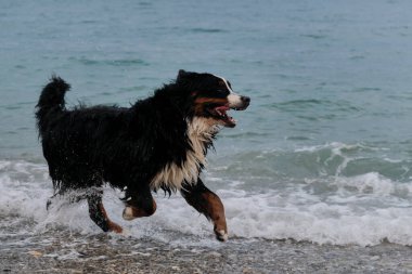 Bernese Dağ Köpeği çakıl taşı plajında koşar ve hayatın tadını çıkarır. Aktif ve enerjik bir yürüyüş. Gölet kenarında köpek temiz havada. Mountain Dog 'un marka gülümsemesi. Sprey farklı yönlere uçuyor..