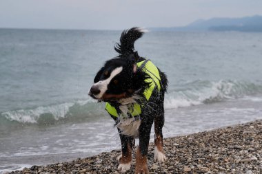 Bir kurtarma köpeği çakıl taşı plajında duruyor ve o spreyden kurtuluyor. Farklı yönlere uçuyor. Bernese dağ köpeği denizde yeşil can yeleği giyiyor..