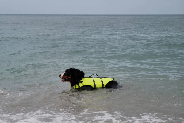 Rescue dog swims in water and enjoys quiet life without incident. Bernese mountain dog in bright green life jacket at sea.