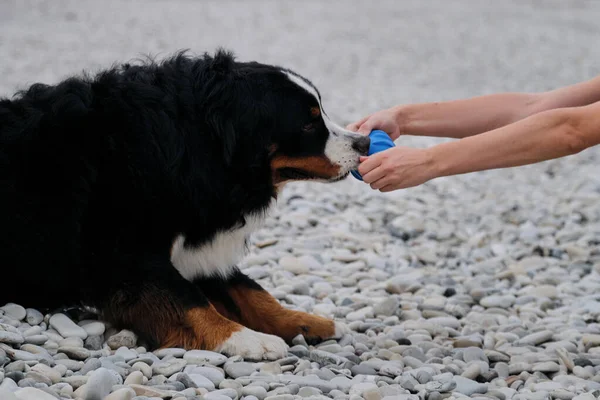 Bernese Mountain Dog plays blue rubber ball with its man. Playing with dog toys in fresh air. Owner tries to take ball from pet.
