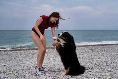 Genç, beyaz saçlı, güzel bir kız çakıl taşı plajında mayo giymiş ve köpeğini ön pençelerinden tutuyor. Aktif aile köpeği cins Bernese Dağ Köpeği sahilde tatilde..
