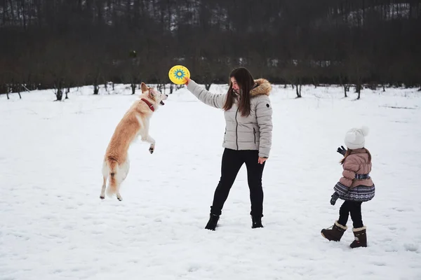 Active energetic half breed Shepherd and Husky. Mom daughter and pet. Caucasian woman with girl play in snow with their dog. Mix breed dog jumps high and tries to catch flying saucer with its mouth.