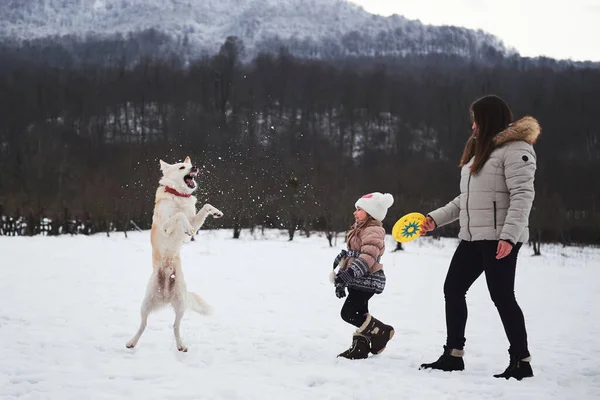 Active energetic half breed Shepherd and Husky. Mom daughter and pet. Caucasian woman with girl play in snow with their dog. Mix breed dog jumps high and tries to catch flying saucer with its mouth.