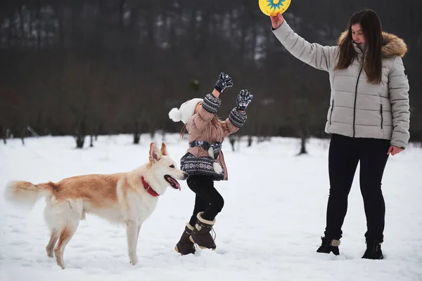 Caucasian woman with girl play in snow with their dog. Mix breed dog tries to catch flying saucer with its mouth. Active energetic breed of of Shepherd and Husky. Family mom daughter and pet.