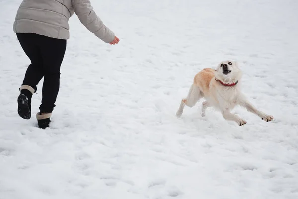 Kadın peşi sıra karda koşuyor. Etkin ve enerjik bir karışım olan Husky Dog, sahibinden hızla kaçar. Noel tatili boyunca evcil hayvanla yürü ve oyna. Barınaktan köpeğe mutlu bir hayat.