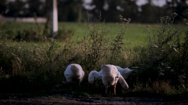 白い純白のガチョウは草の上を歩き 長いくちばしでそれをつまむ 村の牧草地でのGeese草 牧草地での環境に優しい空気と鶏 — ストック動画