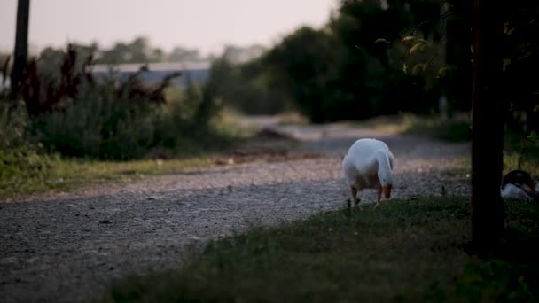 Beyaz Kaz Köyde Kırsal Yolda Yürüyor Yiyecek Arıyor Kaz Uzun — Stok video