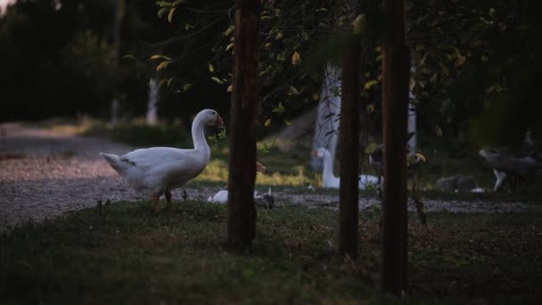 Beyaz Kaz Köyde Kırsal Yolda Yürüyor Yiyecek Arıyor Kaz Uzun — Stok video