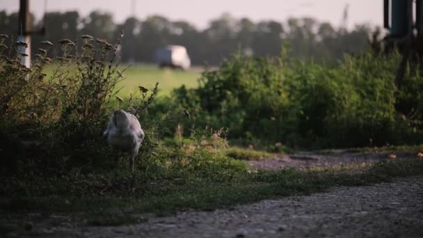 Gâsca Gri Plimbă Lungul Drumului Rural Din Sat Caută Mâncare — Videoclip de stoc