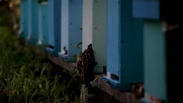 Bijen Vliegen Buurt Van Bijenkorf Werken Actief Met Het Extraheren — Stockvideo