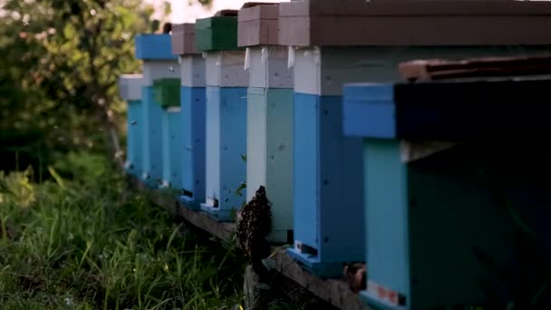 Včely Létají Poblíž Úlu Aktivně Pracují Získávání Medu Nektaru Včelín — Stock video