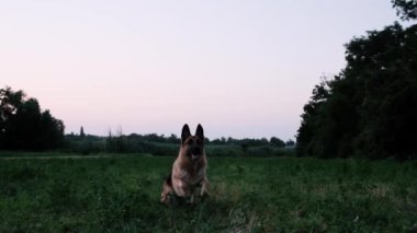 Köpek gün batımında tarlada oturur, sonra zıplar ve ağzıyla uçan daire yakalar. Alman çoban köpeğiyle parkta oynanan açık hava oyunları. Uçan dairesi ve köpeği olan sporlar aktif ve enerjiktir..
