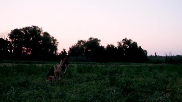 Hond Zit Het Veld Bij Zonsondergang Springt Dan Vangt Vliegende — Stockvideo