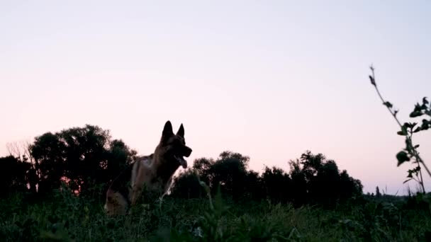 Hond Zit Het Veld Bij Zonsondergang Springt Dan Vangt Vliegende — Stockvideo