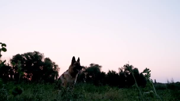 日落时 狗坐在田里 然后跳起来 用嘴抓住飞碟 和德国牧羊人在公园里进行户外运动带飞碟和狗的体育运动很活跃 精力充沛地咬着它 — 图库视频影像
