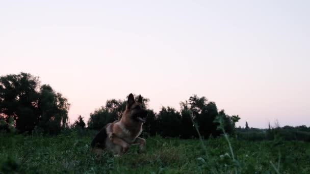 Köpek Gün Batımında Tarlada Oturur Sonra Zıplar Ağzıyla Uçan Daire — Stok video