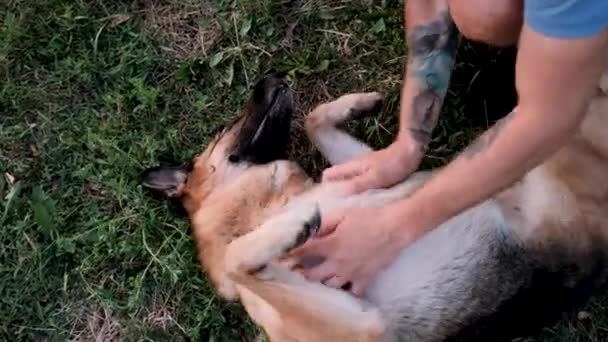 Blanke Man Heeft Hond Zijn Rug Het Gras Gelegd Krabt — Stockvideo