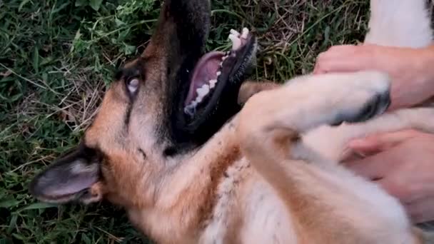 Kaukasischer Mann Hat Hund Auf Den Rücken Gras Gelegt Und — Stockvideo
