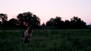 Köpek, güneşin batışına karşı tarlada oturur dikkatlice ileriye bakar ve sonra yükseğe sıçrar ve güçlü dişleriyle mavi oyuncak yüzüğü yakalar. Köpek atlayışının yavaş çekim videosu. Evcil hayvanla aktif enerjik yürüyüş.