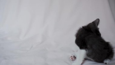 Şirin gri kedi yavrusu açık renk battaniyede oturuyor ve patisiyle kaşınıyor. Genç evcil kediyle 4K görüntü. Evcil hayvan mağazası reklamı. Yavrular için pire kovucu.