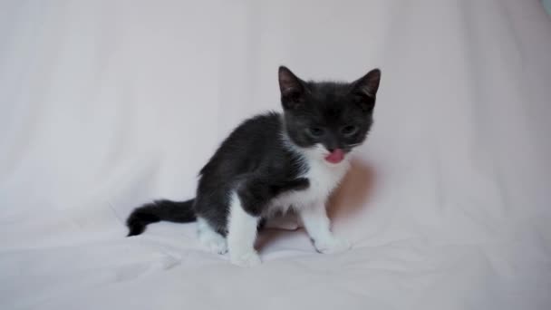 Cute Gray White Kitten Sits Bedspread Looks Carefully Leaves Footage — Vídeo de Stock