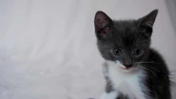 可爱的灰白色小猫坐在被褥上 仔细看了看 然后离开了 4K镜头与年轻的猫 宠物店广告 — 图库视频影像