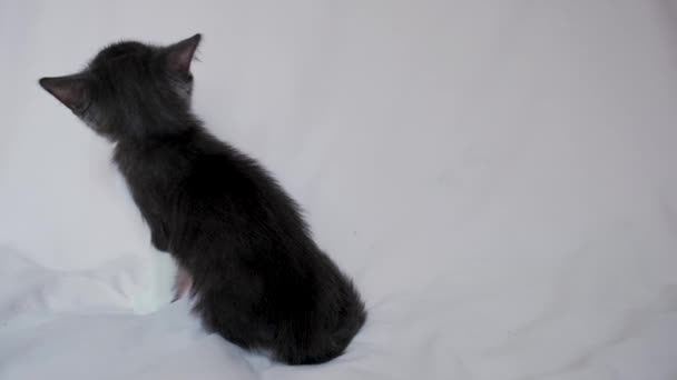 Lindo Gatito Blanco Gris Sienta Colcha Mira Cuidadosamente Luego Metraje — Vídeo de stock