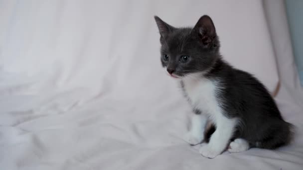 Cute Gray White Kitten Sits Bedspread Looks Carefully Begins Wash — Vídeo de Stock