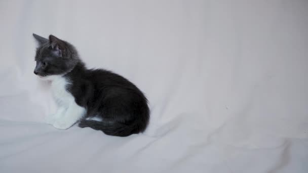 Cute Gray White Kitten Sitting Bedspread Carefully Looking Ahead Caution — Vídeo de Stock