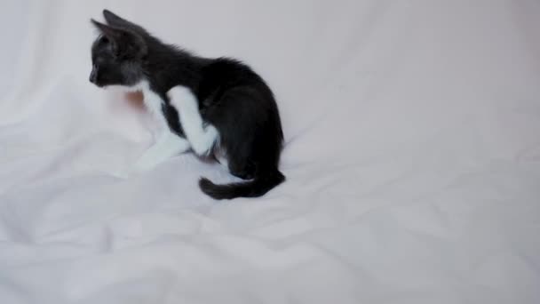 Cute Gray White Kitten Sitting Bedspread Itching Footage Young Domestic — Vídeo de Stock