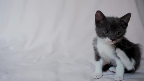 Schattig Grijs Wit Kitten Zit Lichte Deken Krabben Met Zijn — Stockvideo