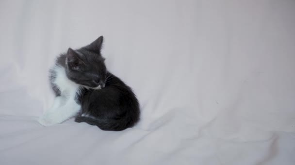 Cute Gray White Kitten Sitting Light Blanket Scratching Its Paw – Stock-video